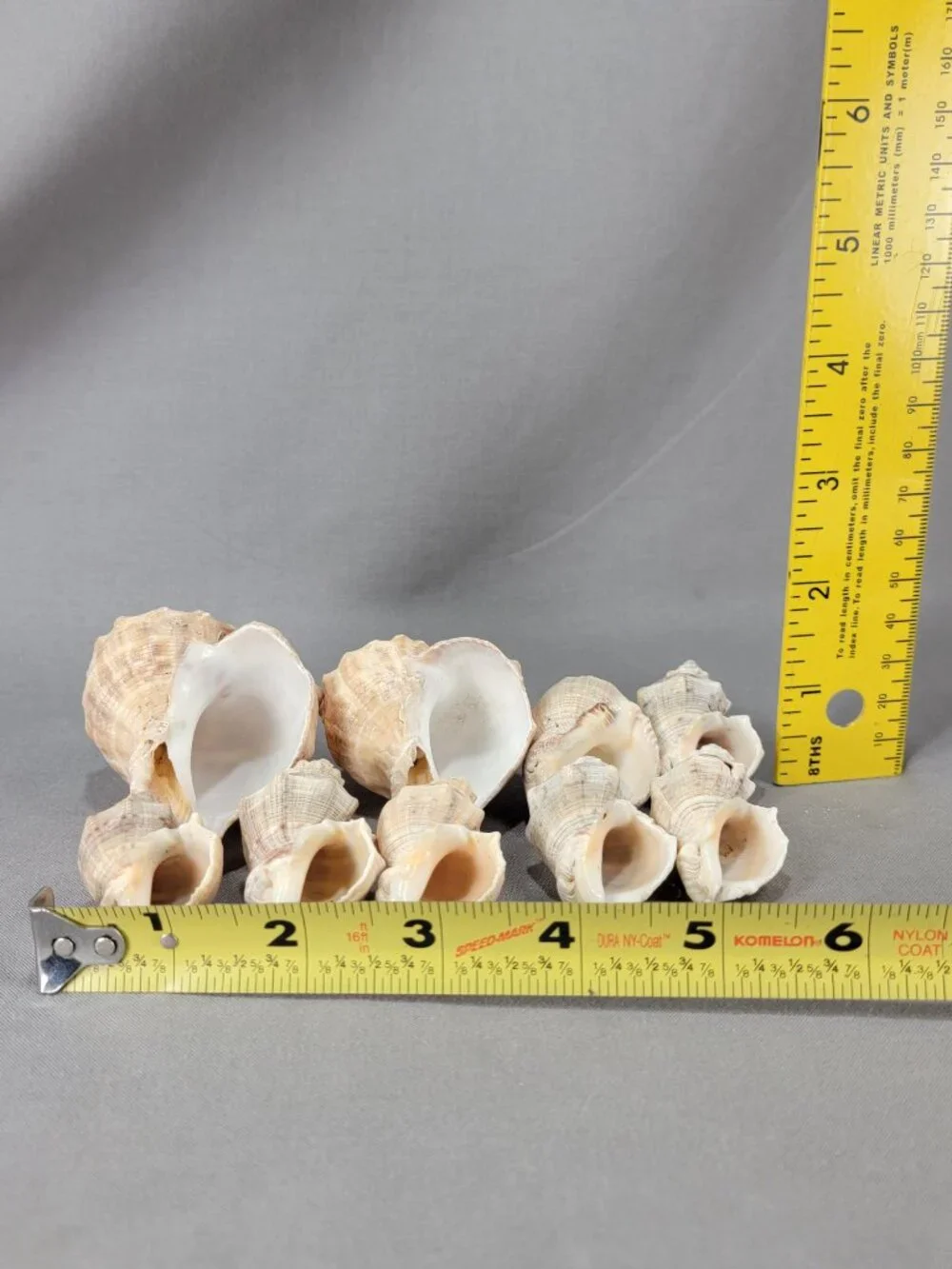 Whelk Conch Shell Seashell Mixed Lot of 9 Nautical Beach Ocean Decor Crafts
